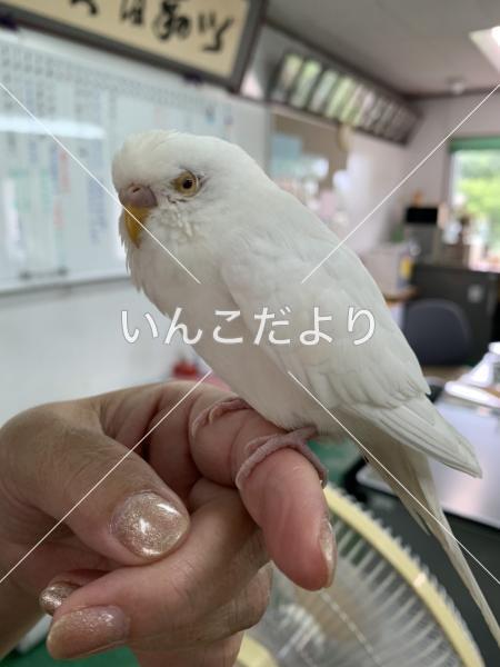 保護鳥の写真