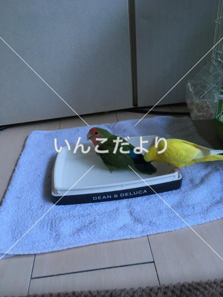 迷い鳥の写真