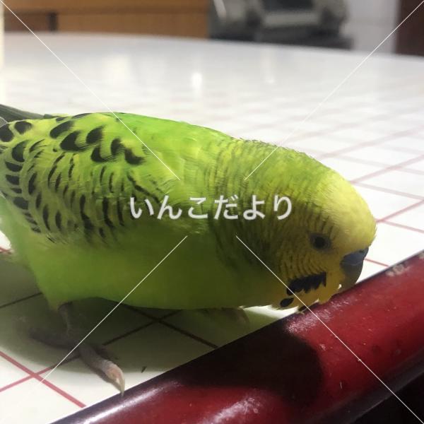 迷い鳥の写真