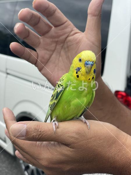 保護鳥の写真