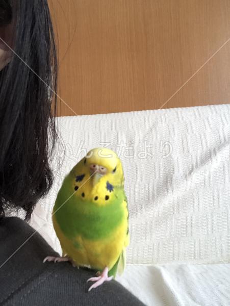 迷い鳥の写真