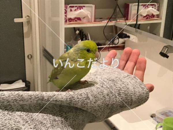 迷い鳥の写真