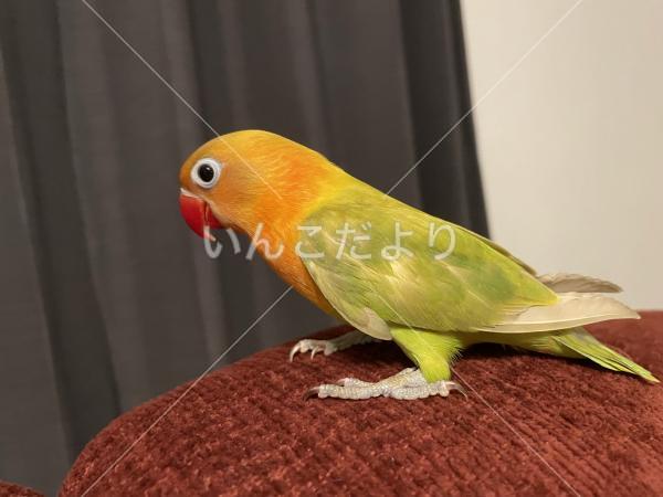 迷い鳥の写真