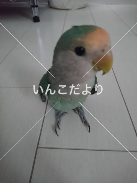 迷い鳥の写真