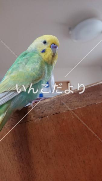 迷い鳥の写真