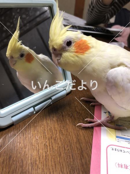 迷い鳥の写真