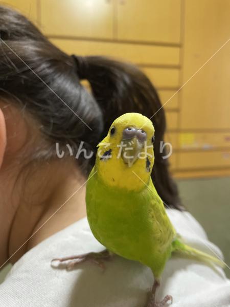 迷い鳥の写真