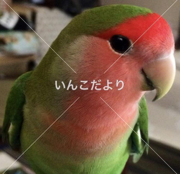 迷い鳥の写真