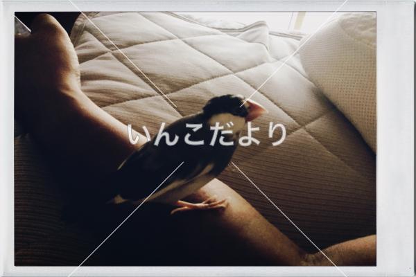 迷い鳥の写真
