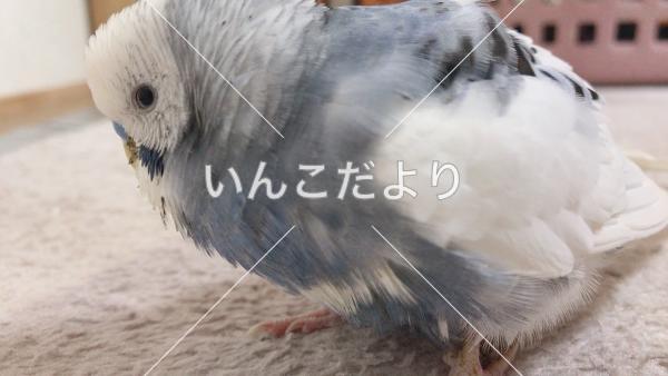 迷い鳥の写真