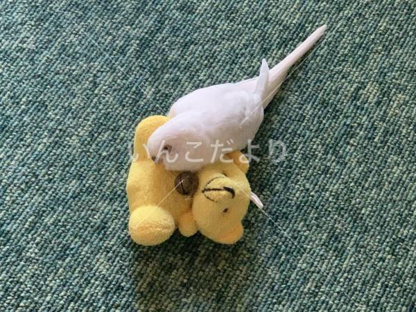 迷い鳥の写真