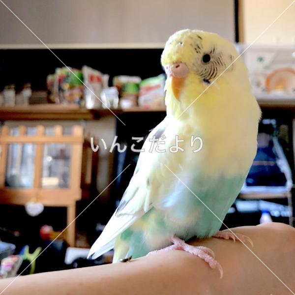 迷い鳥の写真