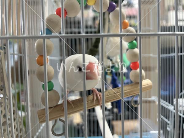 迷い鳥の写真