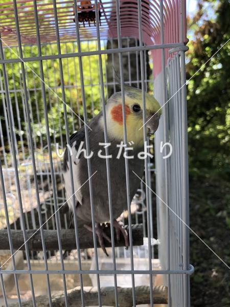 迷い鳥の写真