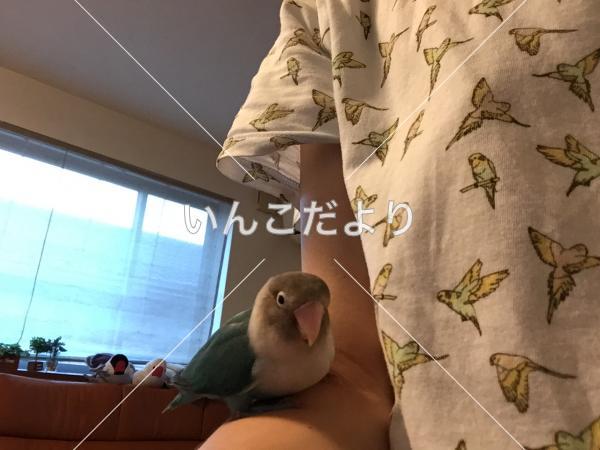 保護鳥の写真