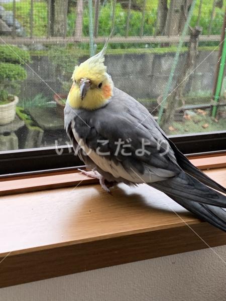 迷い鳥の写真