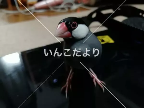 迷い鳥の写真