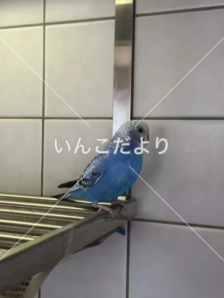 保護鳥の写真