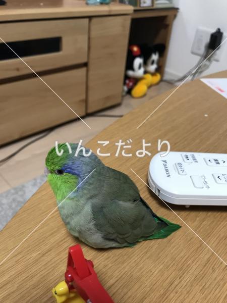 迷い鳥の写真