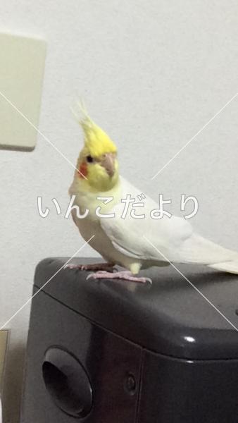 迷い鳥の写真