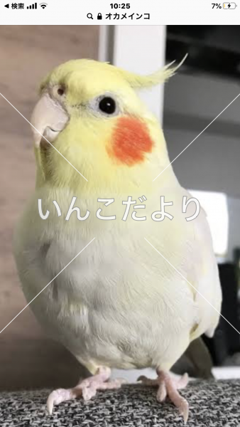 迷い鳥の写真