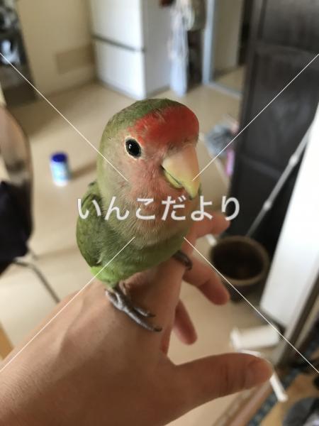 迷い鳥の写真