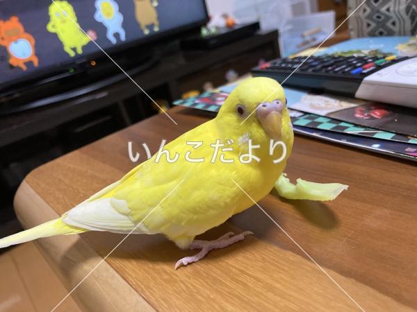 迷い鳥の写真