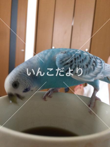 迷い鳥の写真