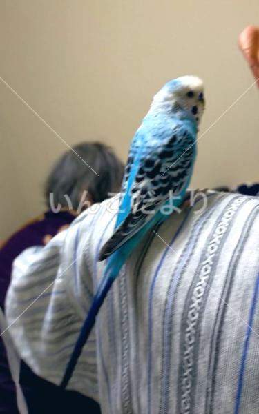 迷い鳥の写真