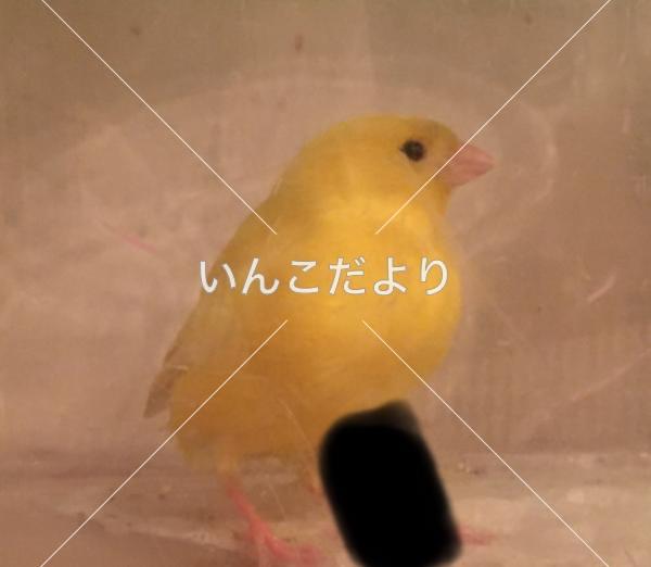 保護鳥の写真
