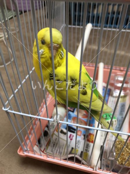 保護鳥の写真