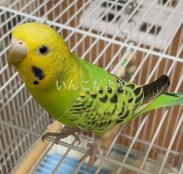 迷い鳥の写真
