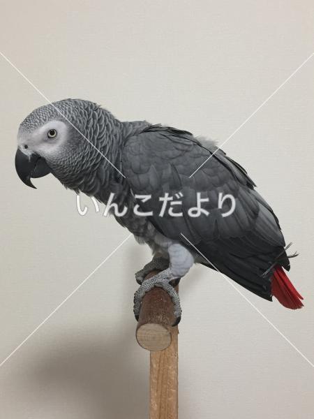 迷い鳥の写真