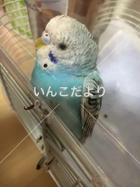 保護鳥の写真
