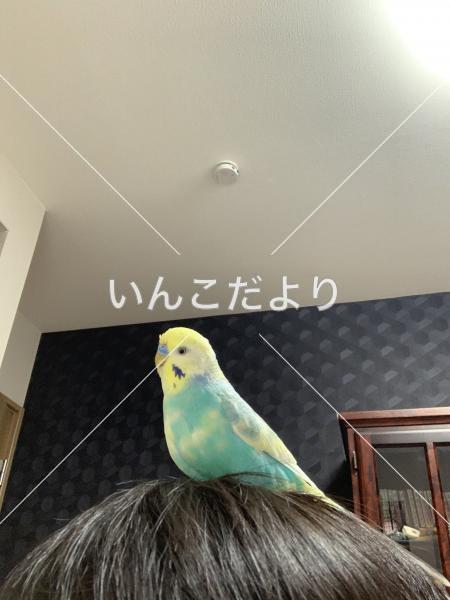 迷い鳥の写真