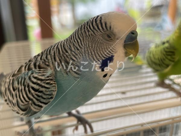 保護鳥の写真