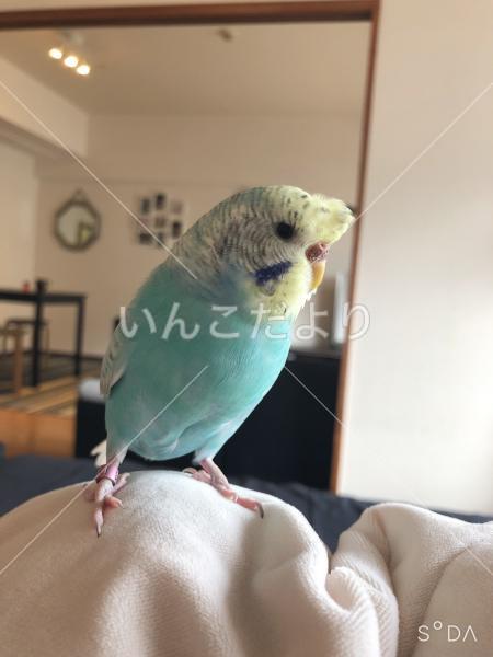 迷い鳥の写真
