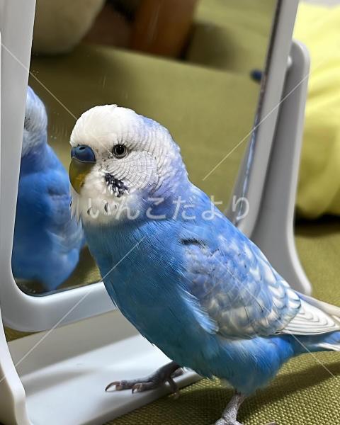 迷い鳥の写真