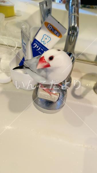 迷い鳥の写真