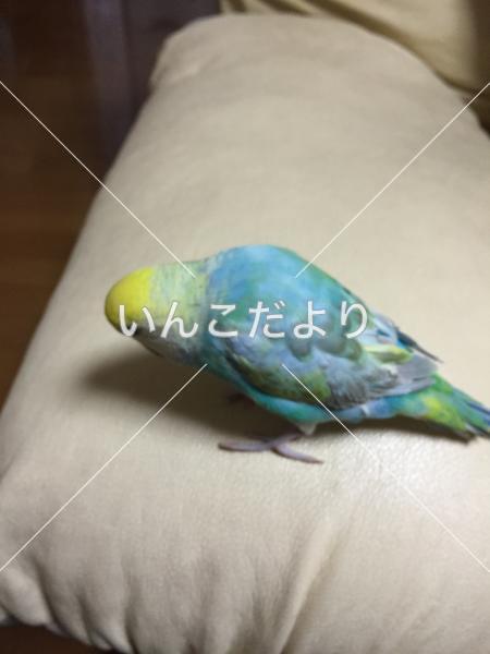 迷い鳥の写真