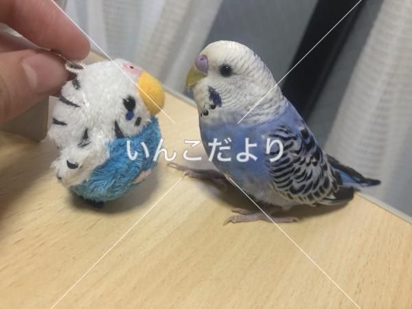 迷い鳥の写真