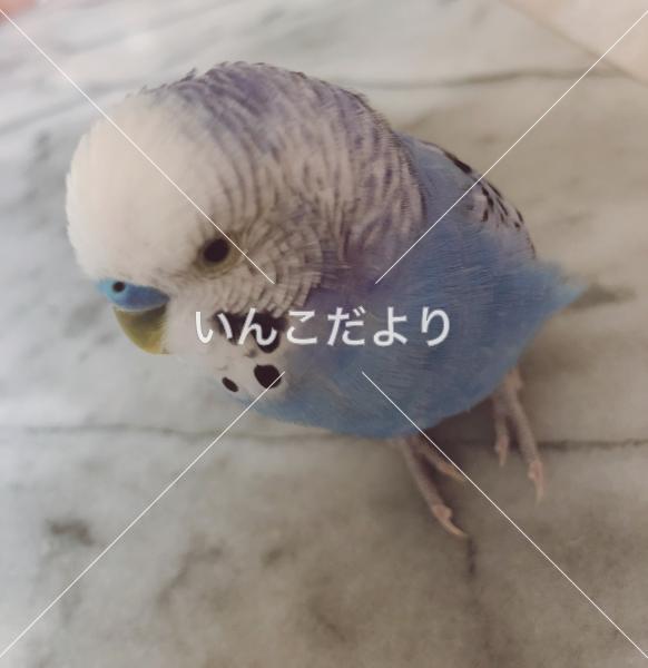 迷い鳥の写真