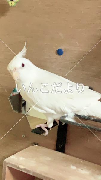迷い鳥の写真