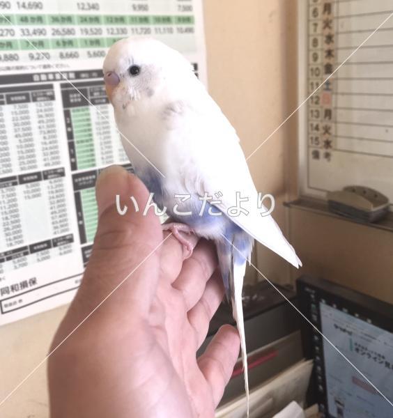 保護鳥の写真