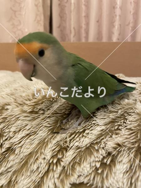 迷い鳥の写真