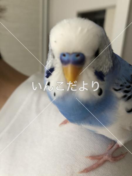 迷い鳥の写真