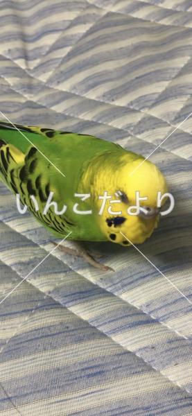 迷い鳥の写真