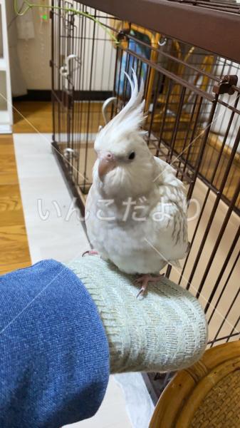 迷い鳥の写真
