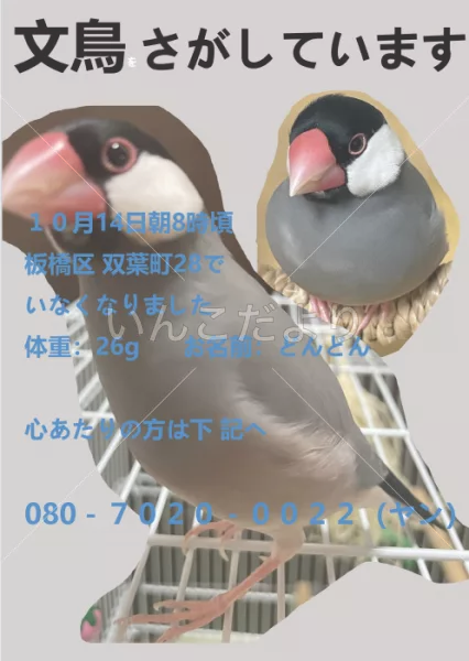 迷い鳥の写真
