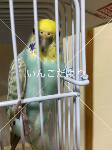 保護鳥の写真